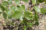 Atlantic poison oak